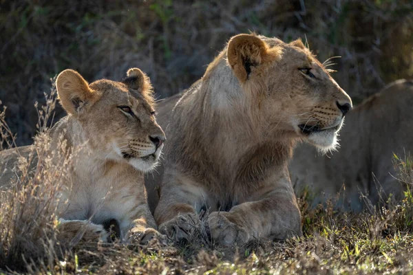 公狮与母狮同眠的特写 — 图库照片