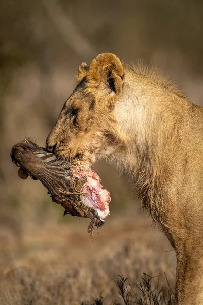 Närbild Unga Manliga Lejon Som Bär Döda — Stockfoto