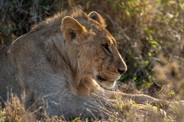 Κοντινό Πλάνο Του Νεαρού Αρσενικού Λιονταριού Που Κείτεται Ανάποδα — Φωτογραφία Αρχείου