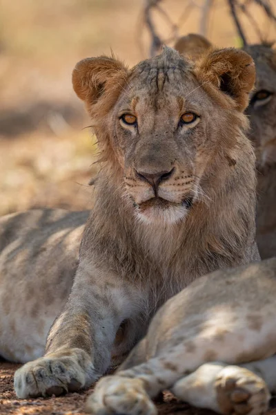 Κοντινό Πλάνο Νεαρού Αρσενικού Λιονταριού Που Κοιτά Κατάματα — Φωτογραφία Αρχείου