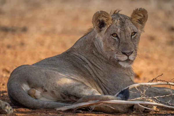 Κοντινό Πλάνο Του Νεαρού Αρσενικού Λιονταριού Που Κείτεται Κοιτάζοντας — Φωτογραφία Αρχείου