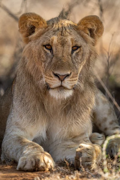 眠っている若い雄ライオンのクローズアップ — ストック写真