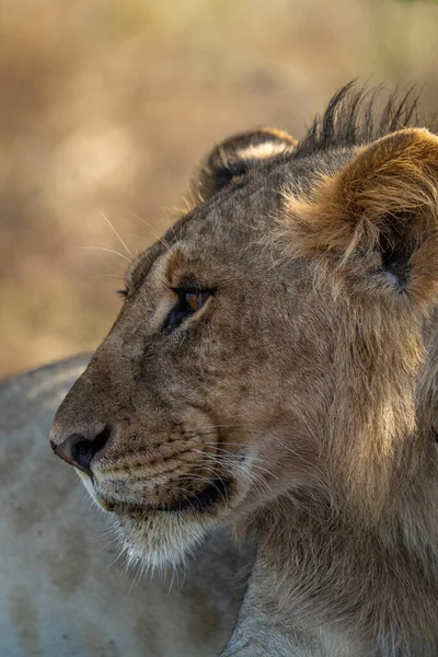 Κοντινό Πλάνο Του Νεαρού Αρσενικού Λιονταριού Που Κοιτάζει Αριστερά — Φωτογραφία Αρχείου