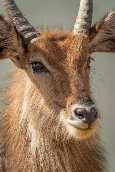 Close Young Male Waterbuck Turning Head — Stock Photo, Image