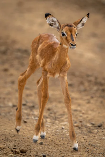 Gemeines Impala Kalb Wandert Auf Steinigem Weg — Stockfoto