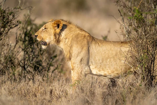 Κοντινό Πλάνο Του Νεαρού Αρσενικού Λιονταριού Που Στέκεται Κοιτάζοντας — Φωτογραφία Αρχείου