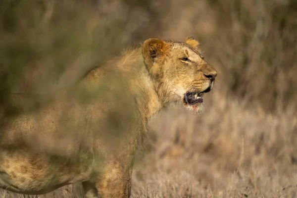 Nahaufnahme Eines Jungen Männlichen Löwen Stehen — Stockfoto