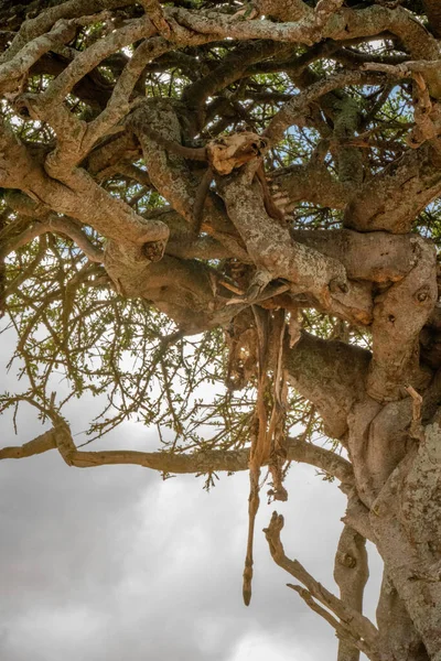 임팔라 골격은 나뭇가지에 — 스톡 사진