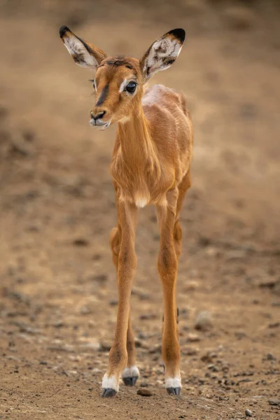 Common Impala Calf Stands Stony Track — Stock Photo, Image