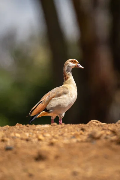 Egyptian Goose Stands Horizon Sunshine — Stock Photo, Image