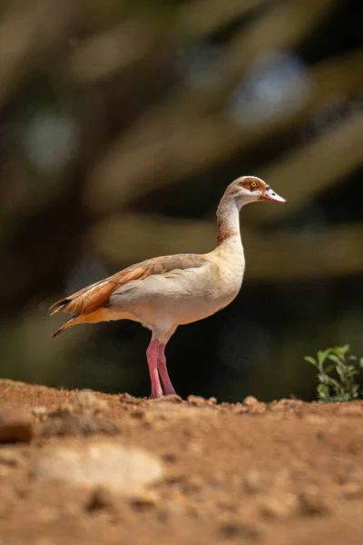 Egyptian Goose Stony Ground Profile — Stock Photo, Image