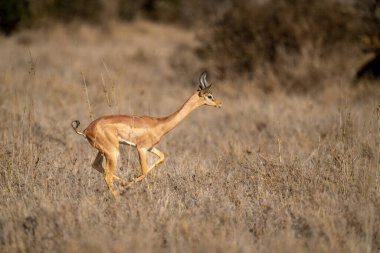 Gerenuk, güneşli bozkırlarda çalıların arasından koşar.