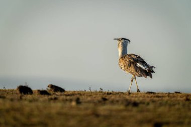 Kori Bustard profilde ufuk boyunca yürüyor