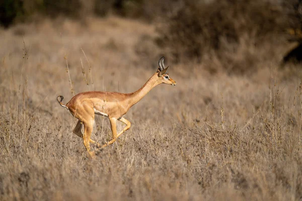 Gerenuk Corre Por Los Arbustos Soleada Sabana —  Fotos de Stock
