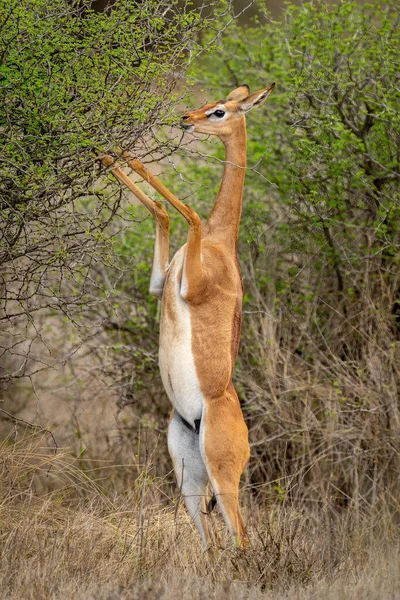 Gerenuk Matar Från Buske Bakbenen — Stockfoto