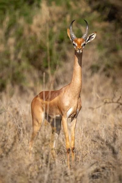 Gerenuk Stands Facing Camera Bushes — Stock Photo, Image