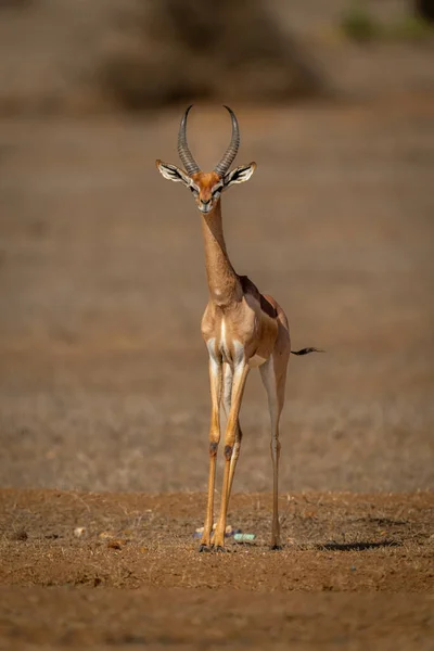 Gerenuk Fica Frente Para Câmera Savana Ensolarada — Fotografia de Stock