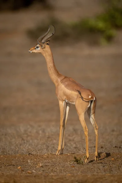 Gerenuk Stands Looking Out Sunny Savannah — Stock Photo, Image