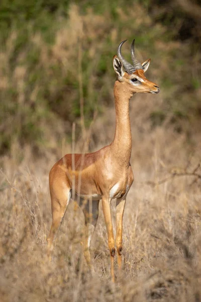 Gerenuk Stands Watching Camera Bushes — Stock Photo, Image