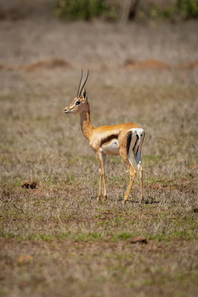 Grant Gazelle Para Girando Cabeza Savannah —  Fotos de Stock