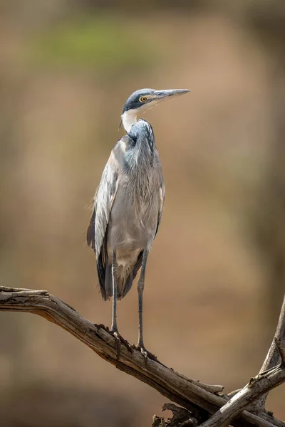 stock image Grey heron cocks head on dead branch