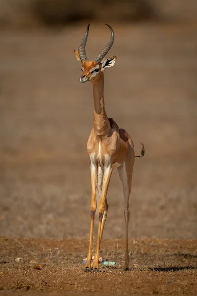 Gerenuk Stands Sunny Savannah Turning Head — Stock Photo, Image