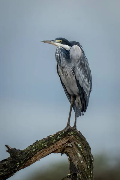 stock image Grey heron stands on branch turning head