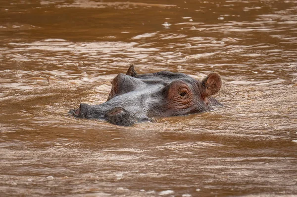 Hippo Fica Assistindo Câmera Rio Lamacento — Fotografia de Stock