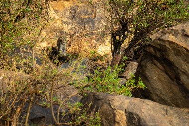 Leopar yavrusu çalıların arasında kayaların üzerinde duruyor.