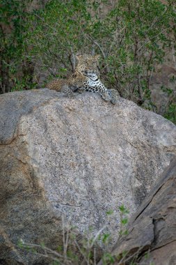 Leopar gölgeli kayanın üzerinde yatıyor.