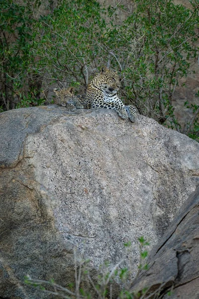 Leopard Und Jungtier Liegen Auf Schattigem Felsbrocken — Stockfoto