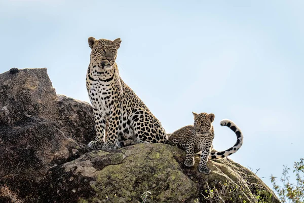 Leopardo Cachorro Sentados Sobre Roca Soleada —  Fotos de Stock