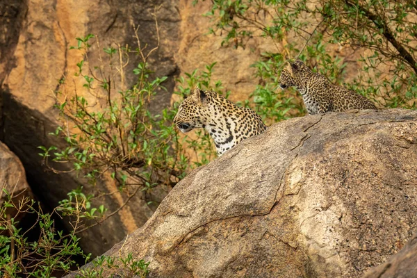 Леопард Кубик Повертають Голови Скелю — стокове фото