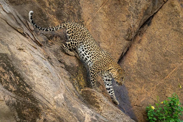 Leopard Ανεβαίνει Απότομες Πόδι Ανύψωσης Βράχων — Φωτογραφία Αρχείου