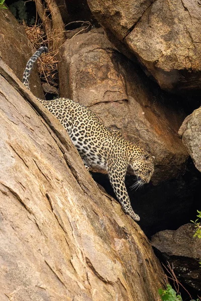 Leopardo Scende Ripida Zampa Sollevamento Roccia — Foto Stock