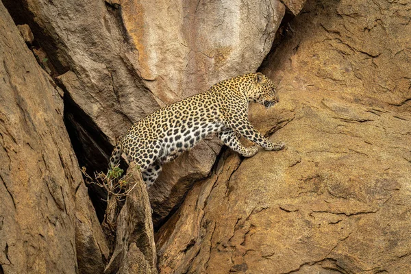 Leopardo Sale Cueva Roca —  Fotos de Stock