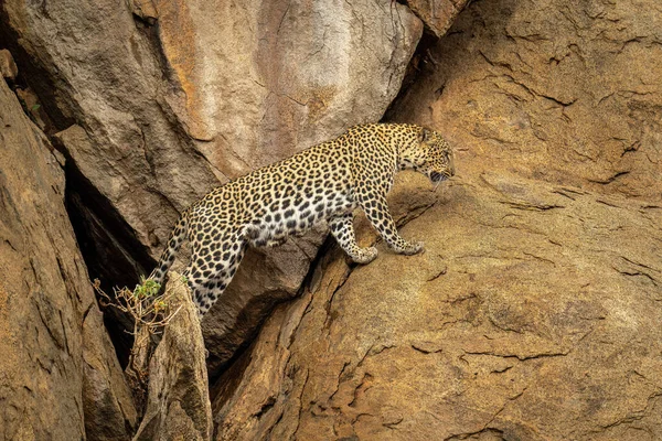 Leopardo Sale Cueva Rockface —  Fotos de Stock