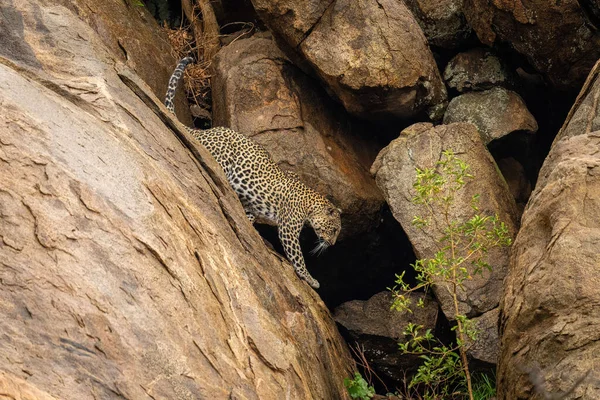Леопард Спускається Вниз Крутою Скелею Куща — стокове фото