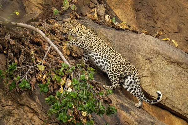 Leopardo Sube Empinada Rocosa Sobre Rama Frondosa — Foto de Stock