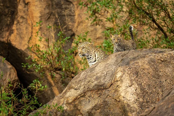 Leopard Cub Staring Out Rock — Stock Photo, Image