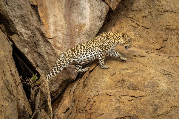 Leopardo Cruza Brecha Las Rocas Levantando Pata —  Fotos de Stock