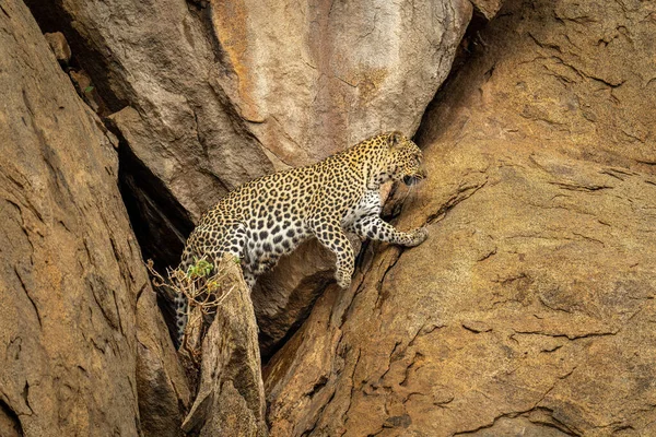 Leopardo Sale Cueva Acantilado —  Fotos de Stock