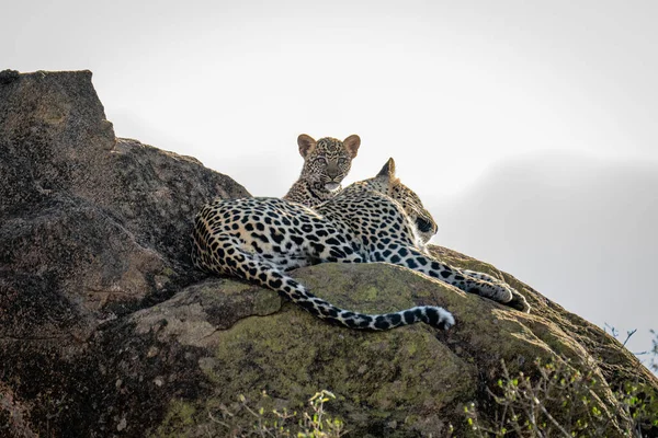 Leopardenjunges Liegt Neben Mutter Auf Felsen — Stockfoto