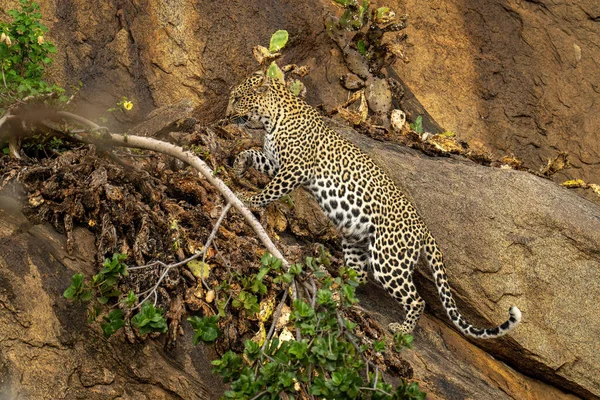 Leopardo Sube Sobre Rama Frondosa Roca — Foto de Stock