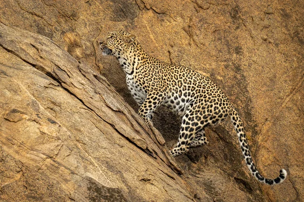 Leopardo Sale Ripido Sentiero Sulla Parete Rocciosa — Foto Stock