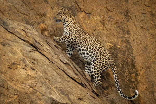 Леопард Поднимается Крутой Скале Поднимая Лапу — стоковое фото