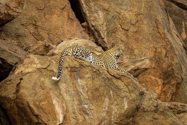 Leopardo Cucciolo Trova Sulla Roccia Guardando Avanti — Foto Stock