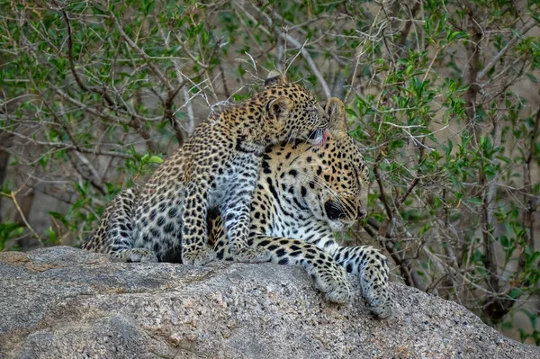 Leopardo Filhote Senta Lambendo Mãe Rocha — Fotografia de Stock