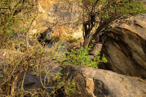 Leopard Cub Siedzi Patrząc Przez Skaliste Zarośla — Zdjęcie stockowe