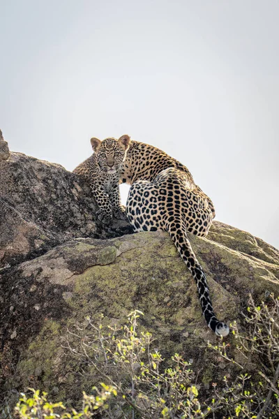 Leopardenjunges Sitzt Mit Mutter Auf Felsen — Stockfoto
